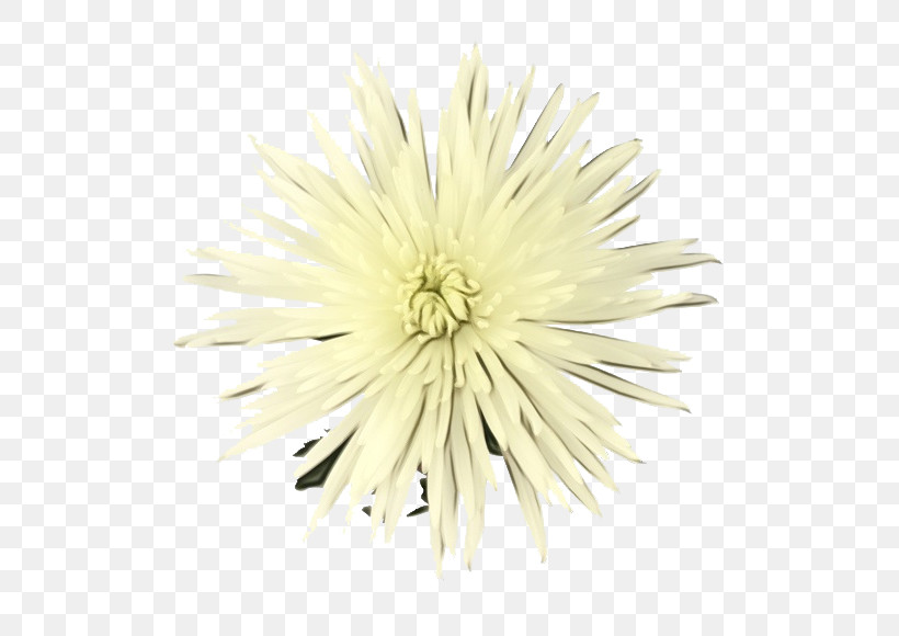 White Flower Dandelion Dandelion Yellow, PNG, 560x580px, Watercolor, Daisy Family, Dandelion, Flower, Paint Download Free