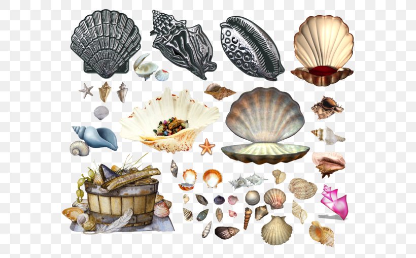Cockle Seashell Molluscs Marine, PNG, 600x508px, Cockle, Beach, Clam, Clams Oysters Mussels And Scallops, Conchology Download Free