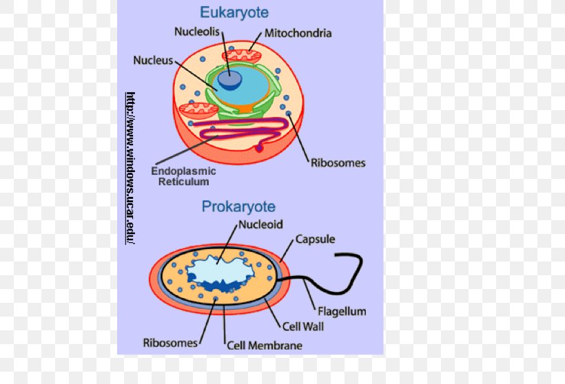 Eukaryotic Gene Expression Prokaryote Eukaryote Cell Microbiology, PNG, 480x558px, Prokaryote, Area, Biological Membrane, Biology, Cell Download Free