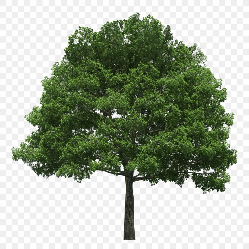 Evergreen Tree Planting Arborist Arbor Day, PNG, 1024x1024px, Evergreen, Arbor Day, Arborist, Branch, Callery Pear Download Free