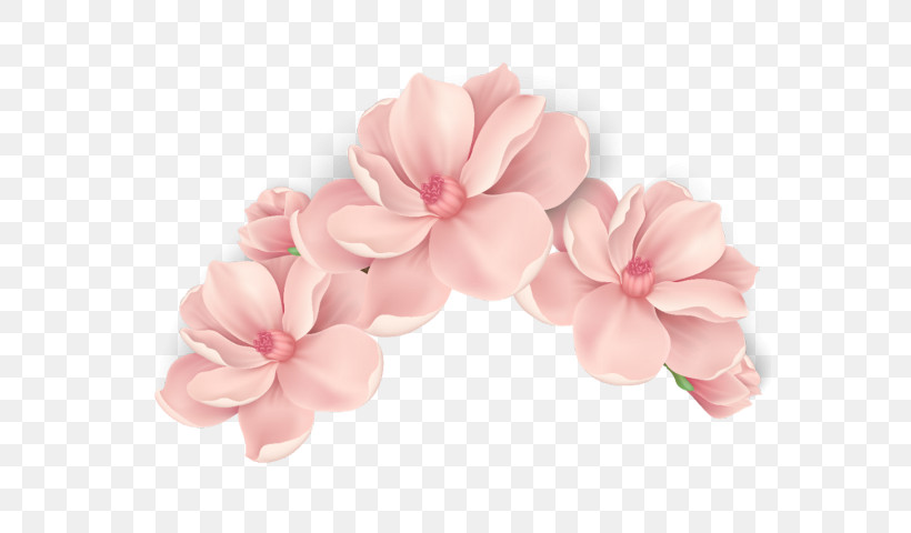 Pink Petal Flower Plant Headgear, PNG, 569x480px, Pink, Flower, Frangipani, Geranium, Hair Accessory Download Free