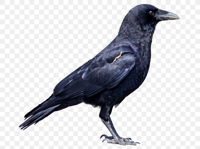 Rook American Crow, PNG, 700x613px, Rook, American Crow, Beak, Bird, Blackbird Download Free
