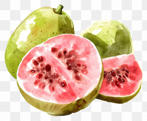 Watercolor Guava - Juicy Guava With Pink Flesh PNG