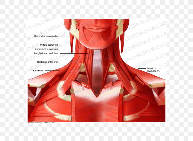 Anterior Triangle Of The Neck Deltoid Muscle Anatomy, PNG, 600x600px, Watercolor, Cartoon, Flower, Frame, Heart Download Free