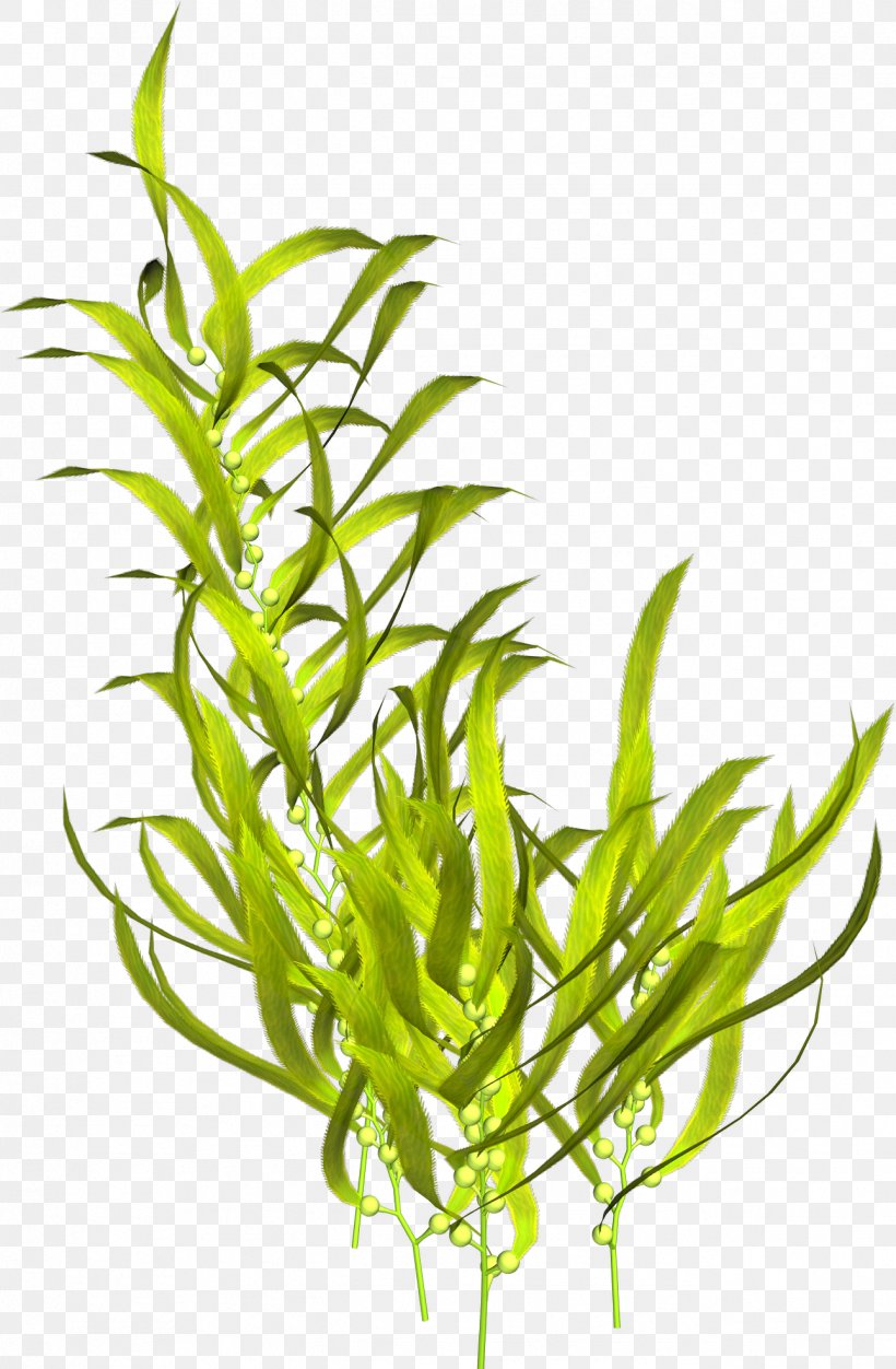 Aquatic Plants Seaweed Algae Clip Art, PNG, 1291x1972px, Aquatic Plants, Algae, Aquarium Decor, Grass, Grass Family Download Free