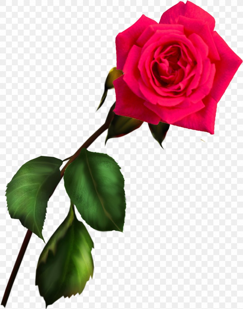 Blue Rose Garden Roses Information Clip Art, PNG, 1040x1322px, Watercolor, Cartoon, Flower, Frame, Heart Download Free