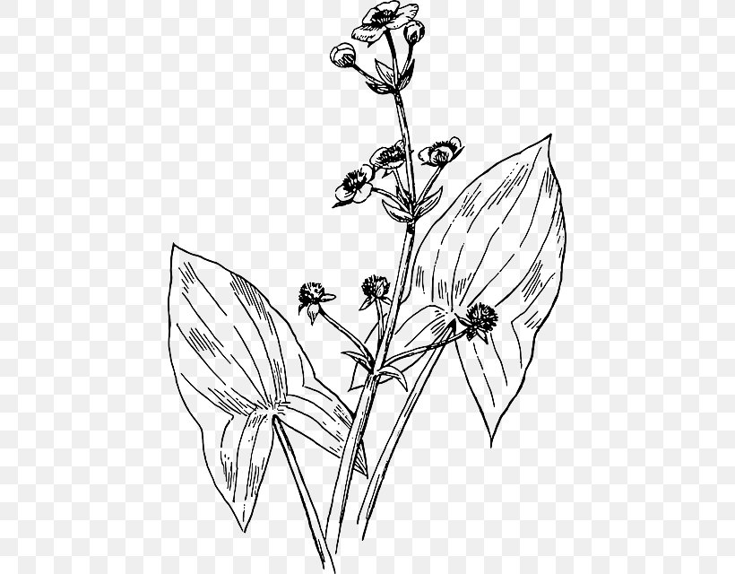 Broadleaf Arrowhead Drawing Plant, PNG, 445x640px, Broadleaf Arrowhead, Alismataceae, Area, Arrowhead, Arrowheads Download Free