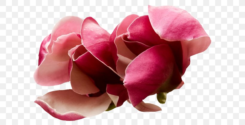 Desktop Wallpaper Flower Rose, PNG, 600x420px, Flower, Black, Black And White, Blue, Cut Flowers Download Free