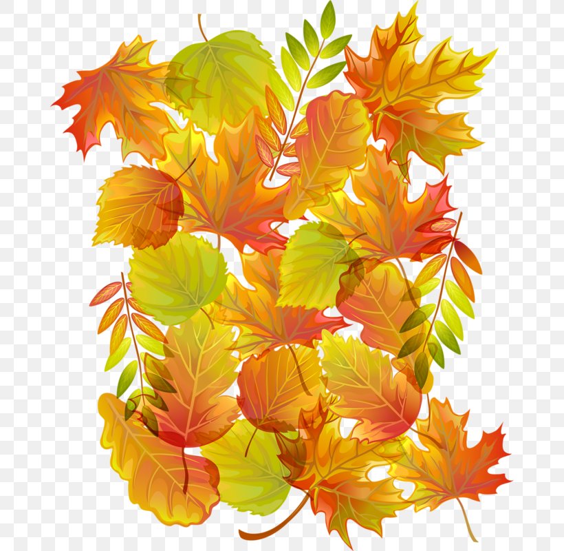 Autumn Image JPEG Clip Art, PNG, 674x800px, Autumn, Branch, Film, Flower, Flowering Plant Download Free