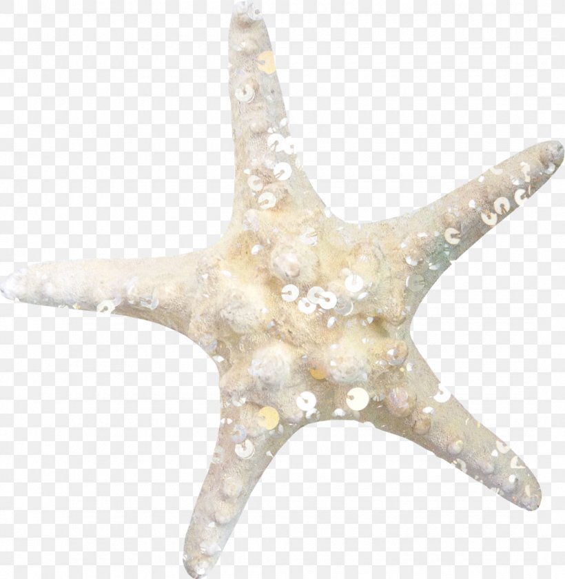 Starfish Lossless Compression Clip Art, PNG, 1080x1107px, Starfish, Data, Data Compression, Echinoderm, Invertebrate Download Free