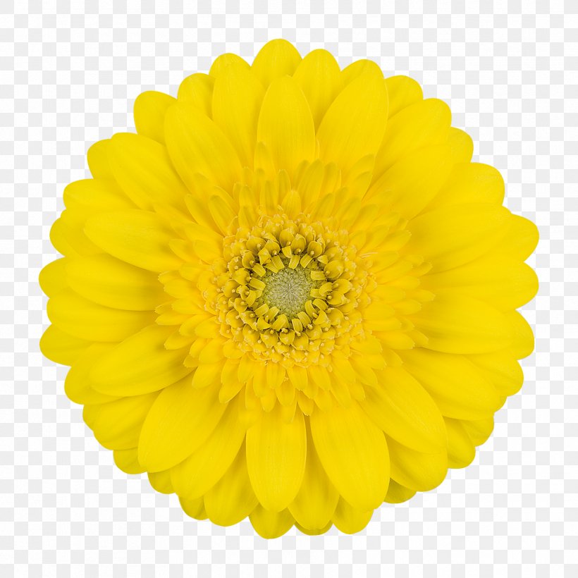 Transvaal Daisy Cut Flowers Stock Photography Yellow, PNG, 1772x1772px, Transvaal Daisy, Chrysanthemum, Chrysanths, Common Daisy, Cut Flowers Download Free