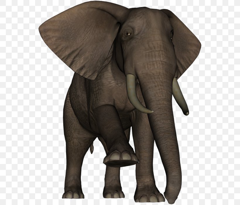 Indian Elephant African Elephant Wildlife Elephantidae Terrestrial Animal, PNG, 561x700px, Indian Elephant, African Elephant, Animal, Elephant, Elephantidae Download Free