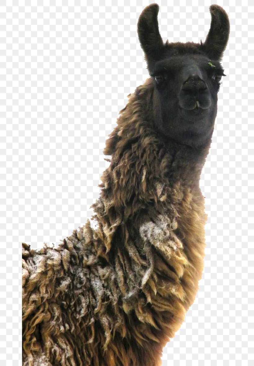 Llama Dog Breed Snout Fur, PNG, 677x1180px, Llama, Breed, Camel Like Mammal, Dog, Dog Breed Download Free