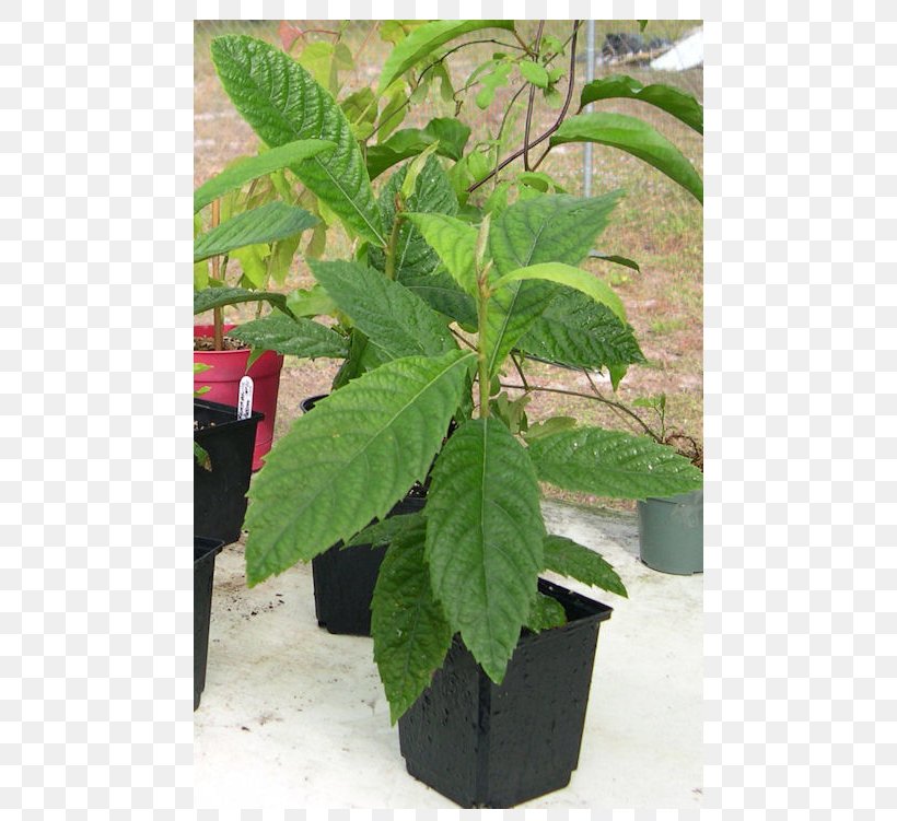 Loquat Plum Fruit Tree Leaf, PNG, 546x751px, Loquat, Flower, Flowerpot, Fruit, Fruit Tree Download Free