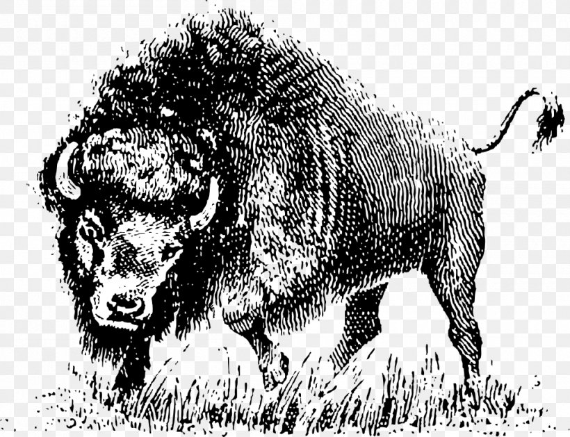 American Bison Clip Art Openclipart Vector Graphics Cattle, PNG, 1000x768px, American Bison, Big Cats, Bison, Black And White, Bull Download Free