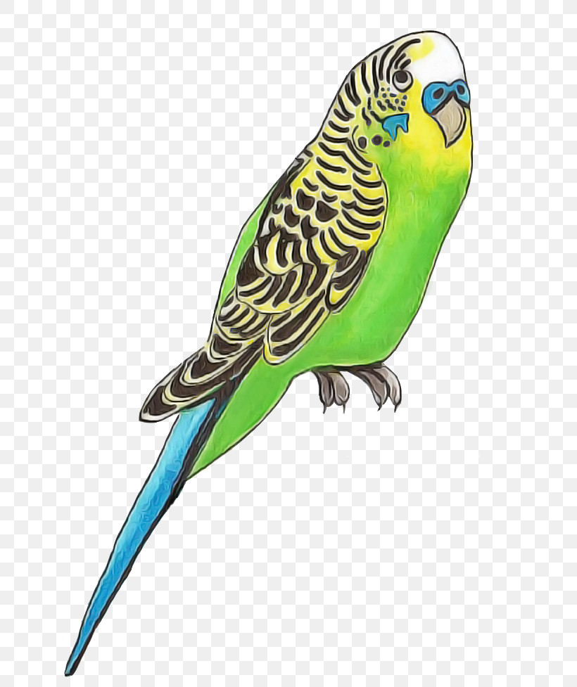 Budgerigar Parakeet Parrots Royalty-free Vector, PNG, 658x977px, Budgerigar, Macaw, Parakeet, Parrots, Poster Download Free