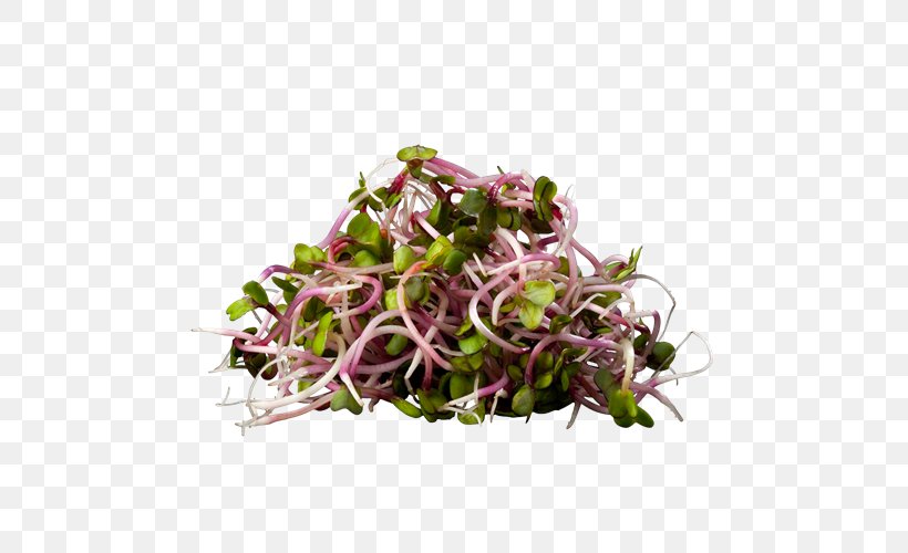 Green Leaf Background, PNG, 500x500px, Vegetable, Alfalfa Sprouts, Broccoli Sprouts, Carrot, Celery Download Free