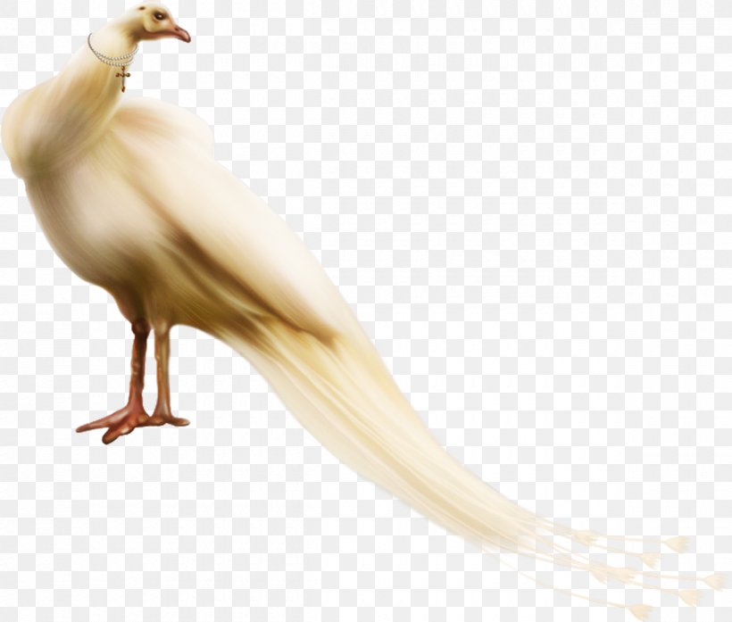 Bird Beak Pavo Galliformes Peafowl, PNG, 1200x1020px, Bird, Beak, Chemical Reaction, Email, Fauna Download Free