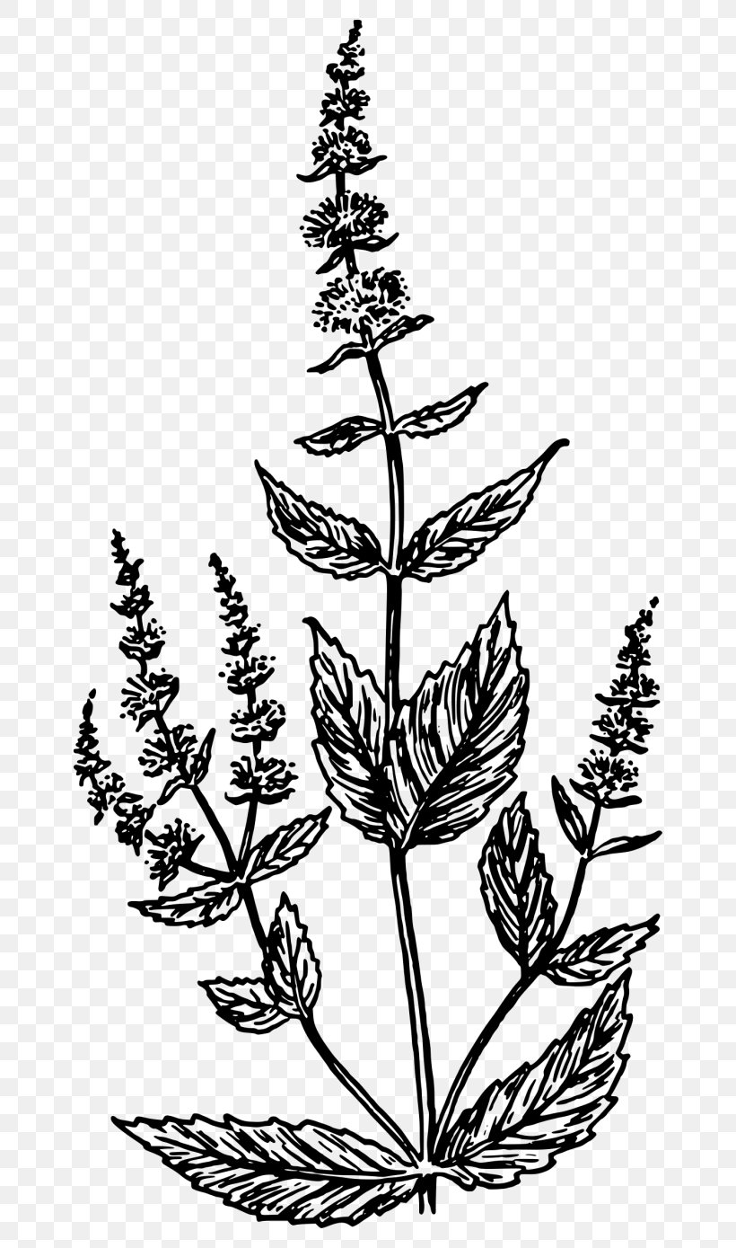 Mentha Spicata Drawing Clip Art, PNG, 700x1389px, Mentha Spicata, Black And White, Branch, Coloring Book, Commodity Download Free