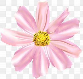Chrysanthemum - Garden Cosmos Chrysanthemum Marguerite Daisy Cut Flowers Annual Plant PNG