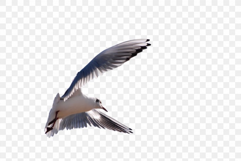 Gulls Wader Fauna Beak Feather, PNG, 2501x1677px, Gulls, Beak, Bird, Charadriiformes, Fauna Download Free