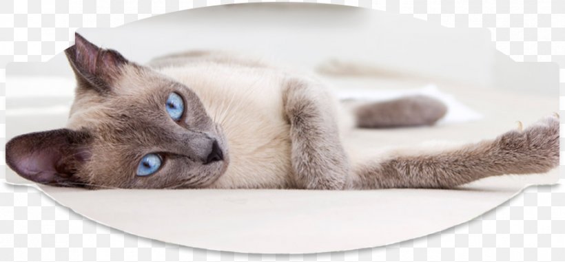 Whiskers Tonkinese Cat Siamese Cat Persian Cat Domestic Short-haired Cat, PNG, 919x428px, Whiskers, Black Cat, Carnivoran, Cat, Cat Bed Download Free
