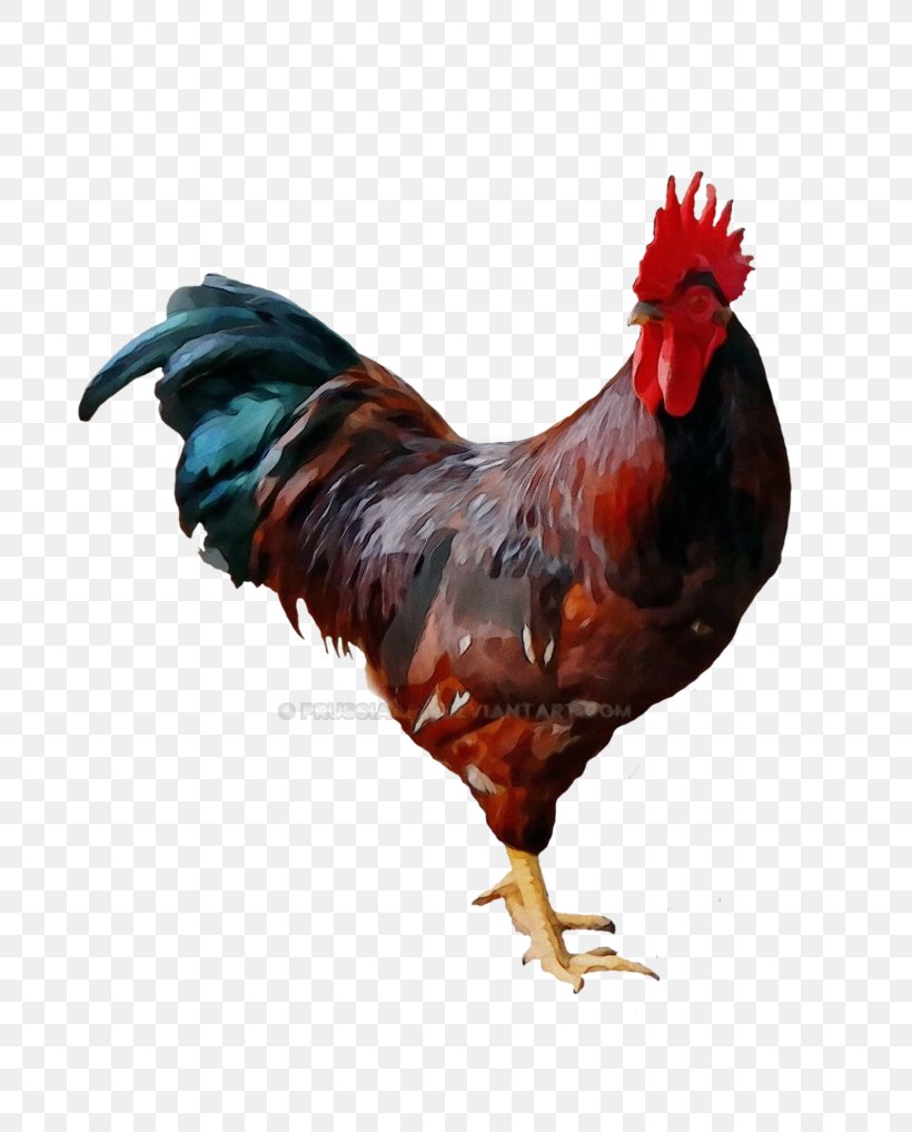 Chicken Bird Rooster Fowl Comb, PNG, 786x1017px, Watercolor, Beak, Bird, Chicken, Comb Download Free
