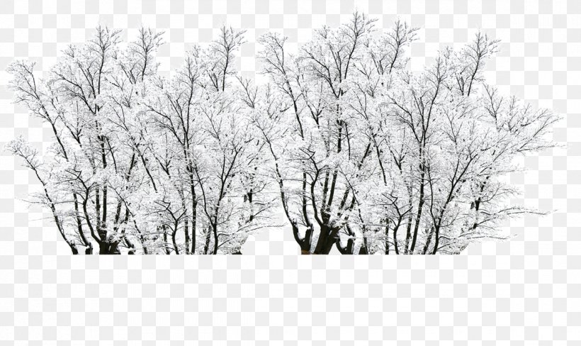 Creativity Winter, PNG, 1170x697px, Creativity, Aestheticism, Aesthetics, Black And White, Branch Download Free