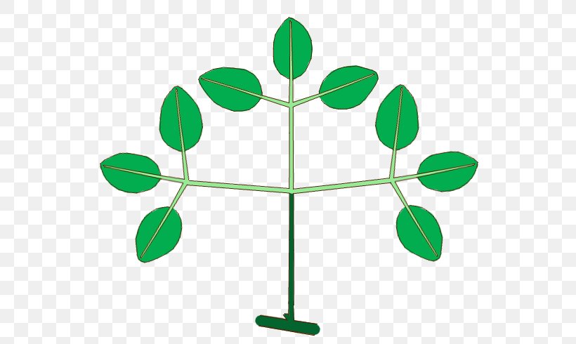 Leaf Plant Stem Line Branching Clip Art, PNG, 570x490px, Leaf, Branch, Branching, Grass, Green Download Free