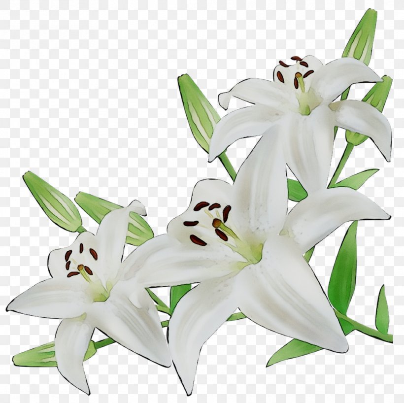 Lily Cut Flowers White Illustration, PNG, 1064x1062px, Lily, Bellflower Family, Crinum, Cut Flowers, Dendrobium Download Free