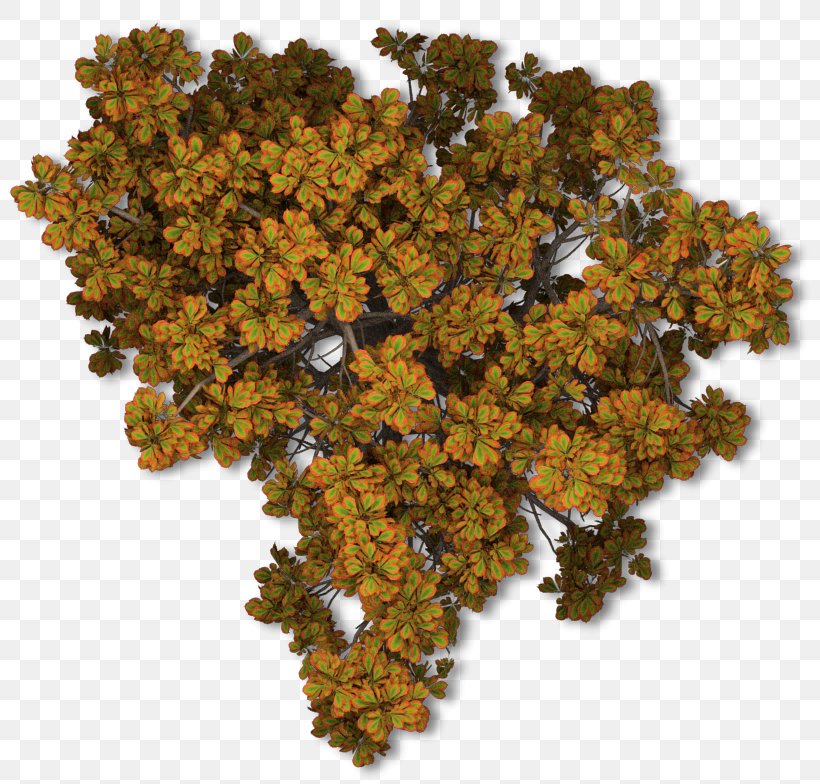 Tree Autumn Leaf Color Plant, PNG, 820x784px, Tree, Autumn, Autumn Leaf Color, Brown, Com Download Free