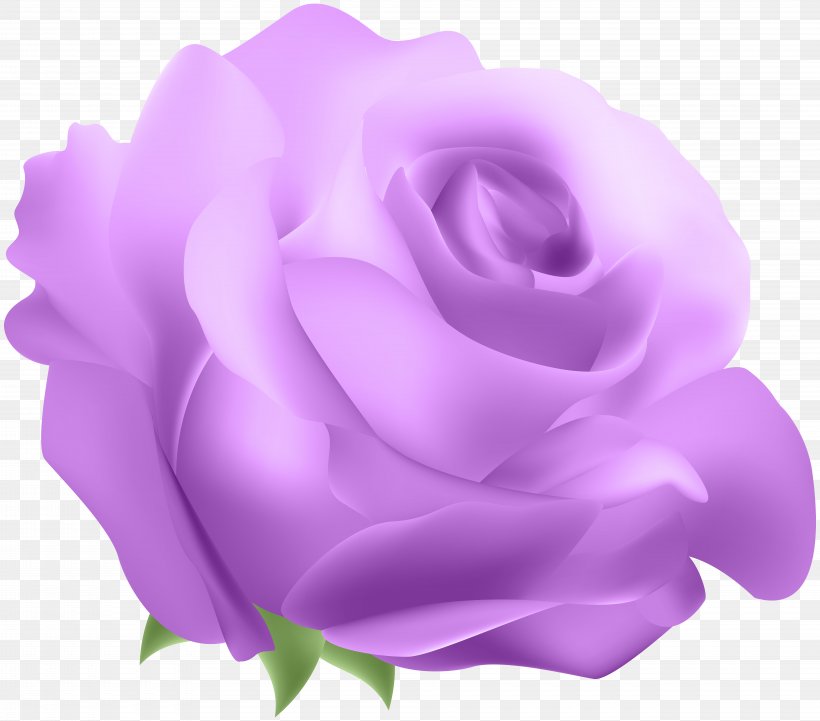 Blue Rose Clip Art, PNG, 8000x7043px, Rose, Blue, Blue Rose, Cut Flowers, Flower Download Free
