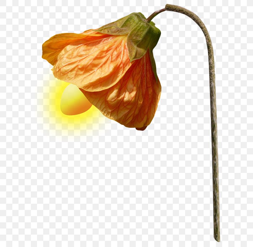 Lamp Pumpkin, PNG, 634x800px, Lamp, Flower, Food, Lampe De Bureau, Lantern Download Free