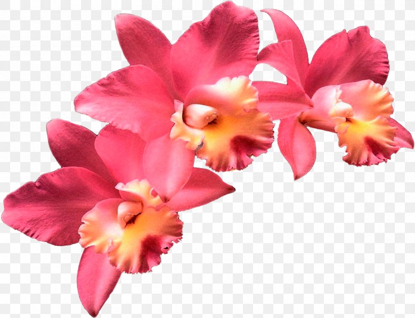 Orchids Flower Clip Art Stock Photography, PNG, 2357x1806px, Orchids, Cattleya, Cattleya Orchids, Cut Flowers, Floral Design Download Free