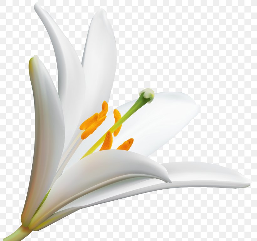 Desktop Wallpaper Lily Clip Art Flower, PNG, 800x770px, Lily, Art, Close Up, Cut Flowers, Drawing Download Free