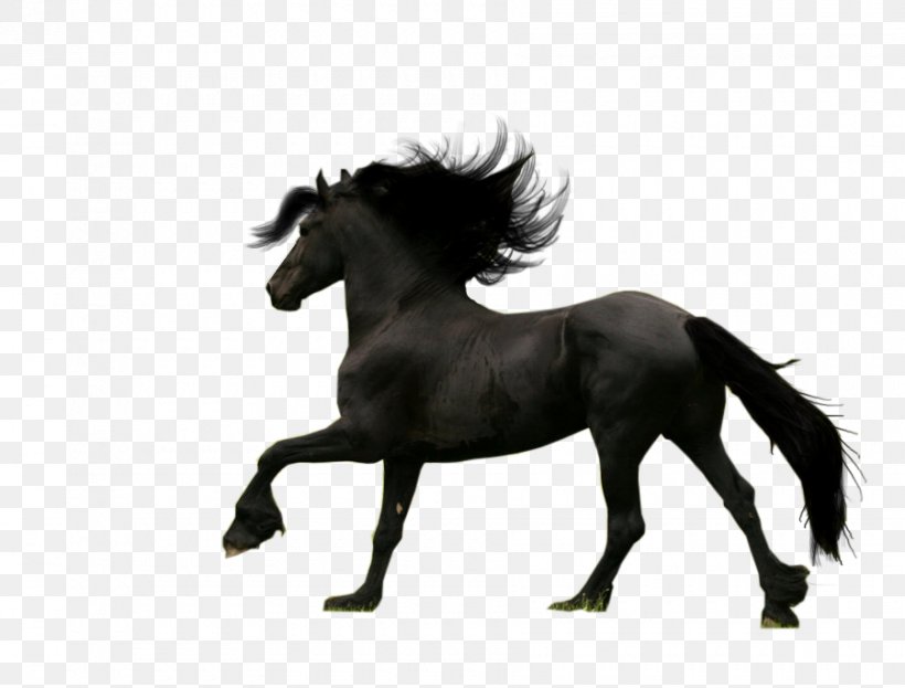 Friesian Horse Thoroughbred Android Breed, PNG, 900x684px, Friesian Horse, Android, Android Application Package, Aptoide, Black And White Download Free