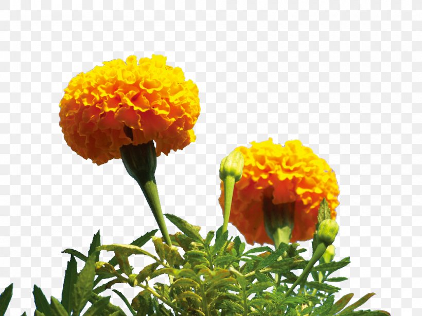 Mexican Marigold Flower, PNG, 1000x750px, Mexican Marigold, Calendula, Flower, Flowering Plant, Grass Download Free