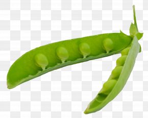 Pea - Snap Pea Icon PNG