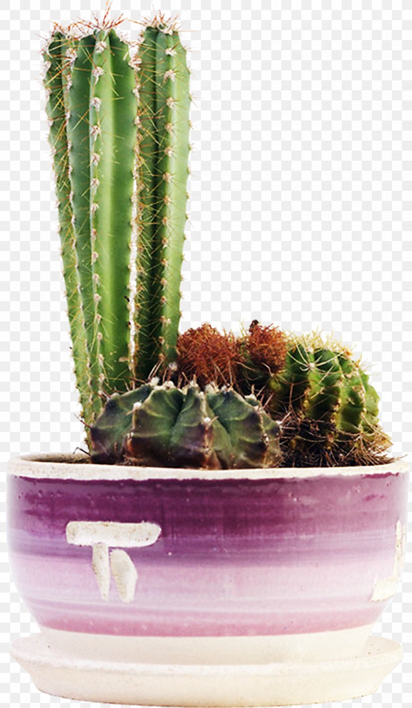 Cacti And Succulents Cactaceae Succulent Plant Flowering Plant, PNG, 941x1619px, Cacti And Succulents, Acanthocereus Tetragonus, Agave, Bulb, Cactaceae Download Free