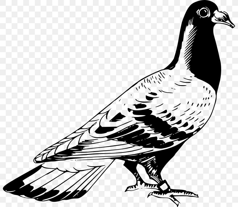 Homing Pigeon Columbidae English Carrier Pigeon Bird Drawing, PNG, 800x715px, Homing Pigeon, Beak, Bird, Bird Of Prey, Black And White Download Free