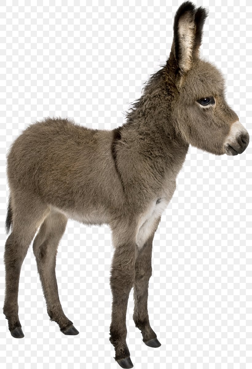 Irish Donkey Provence Donkey Foal Stock Photography, PNG, 805x1200px, Irish Donkey, Animal, Colt, Depositphotos, Donkey Download Free