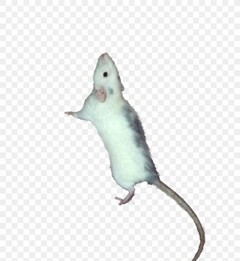 Computer Mouse Fauna Tail, PNG, 1024x1112px, Computer Mouse, Fauna, Mammal, Mouse, Muridae Download Free