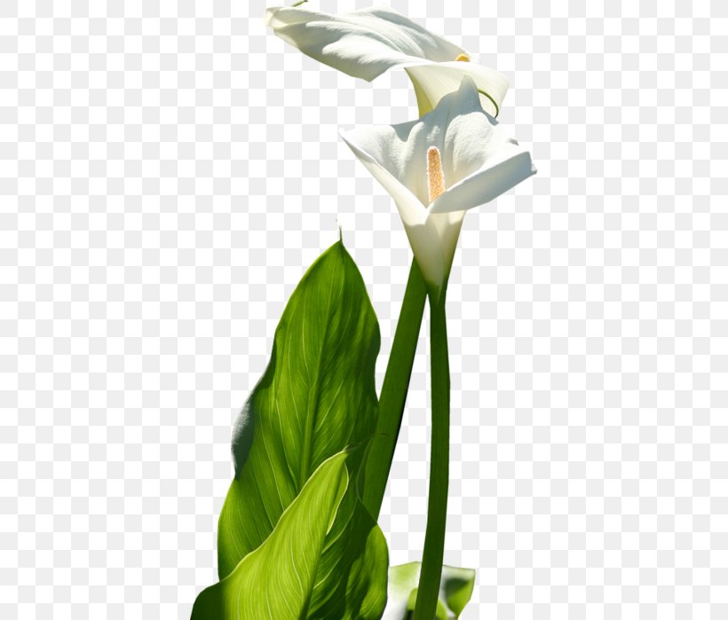 Cut Flowers Floral Design Arum-lily Petal, PNG, 392x699px, 2016, Flower, Alismatales, Arum, Arum Family Download Free