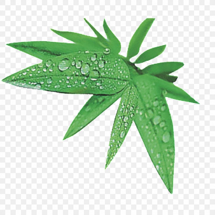 Leaf Cartoon, PNG, 1024x1024px, Leaf, Avatar, Bamboe, Bamboo, Cartoon Download Free