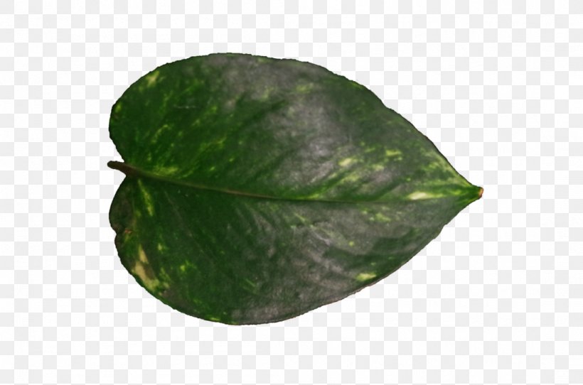 Leaf Plant Pathology Plants, PNG, 1098x727px, Leaf, Pathology, Plant, Plant Pathology, Plants Download Free