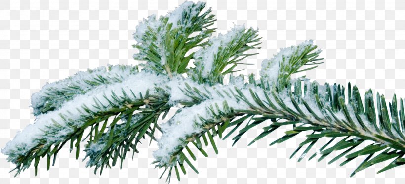 Christmas Tree Branch Fir, PNG, 1949x886px, Christmas Tree, Artificial Christmas Tree, Branch, Christmas, Christmas Ornament Download Free