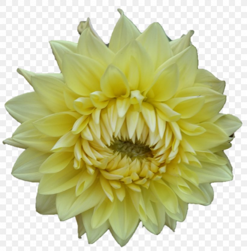 Dahlia Chrysanthemum Cut Flowers Petal, PNG, 910x927px, Dahlia, Chrysanthemum, Chrysanths, Cut Flowers, Daisy Family Download Free