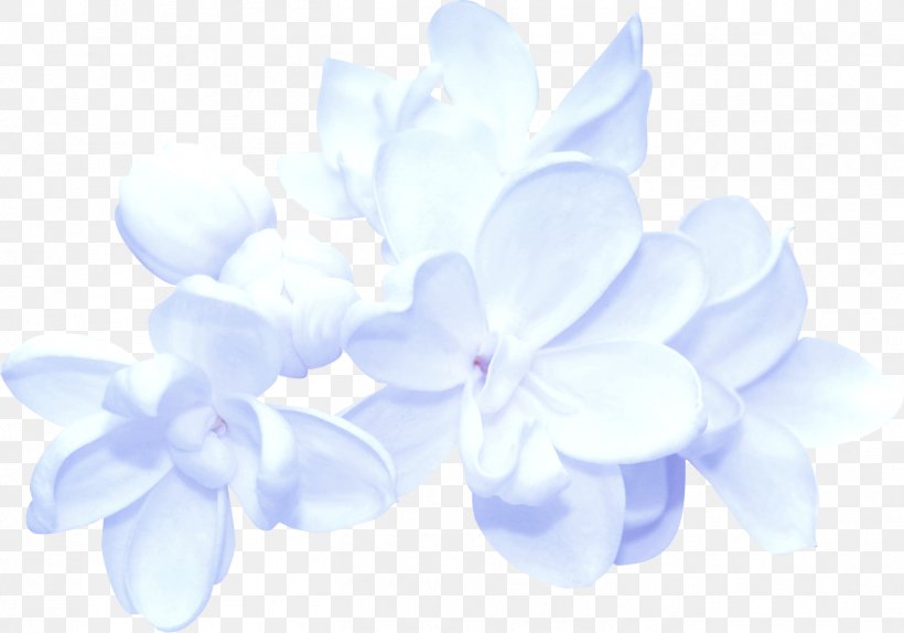 Flower Blue, PNG, 1365x957px, Flower, Blue, Blue Flower, Cut Flowers, Designer Download Free