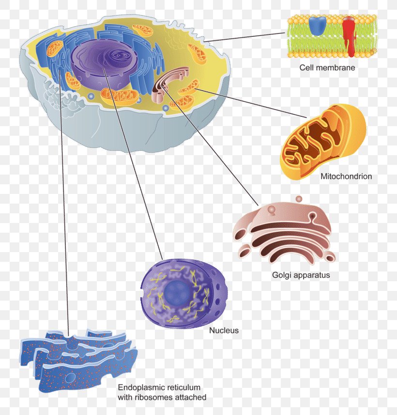 Golgi Apparatus Cell Membrane Protein Targeting, PNG, 800x856px, Golgi Apparatus, Biological Membrane, Camillo Golgi, Cell, Cell Membrane Download Free