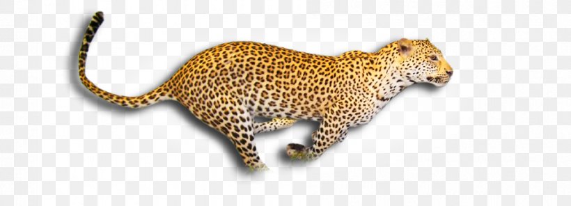 Leopard Cheetah Wildlife Clip Art, PNG, 950x343px, Leopard, Animal Figure, Big Cat, Big Cats, Biggame Hunting Download Free